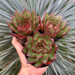 Agavoide frank reinelt (Pote 9) - comprar online