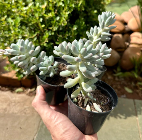 Dedo de bebe (Pote 9)