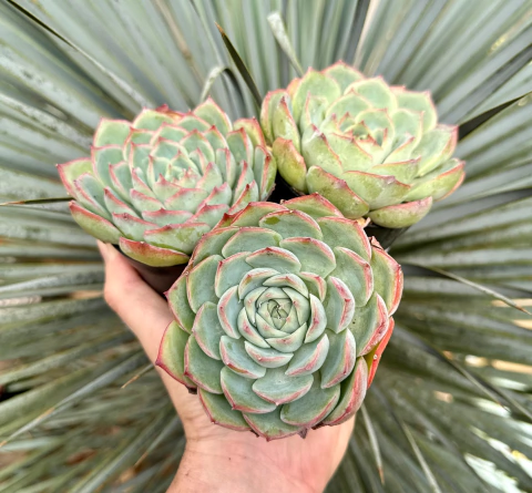 E. Silhueta (pote 9 )