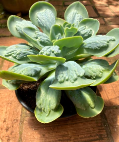 Papagueno Matriz 2 (Planta na cuia 21) - comprar online