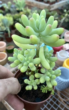 Sedum pachyphyllum (dedo de ET) (Pote 9)