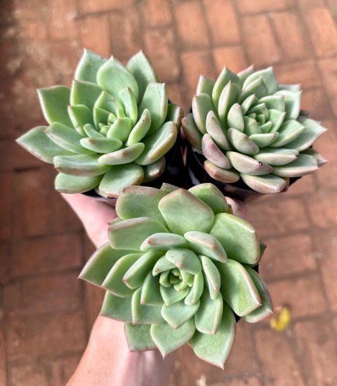 Agavoide Julieta (Pote 9)