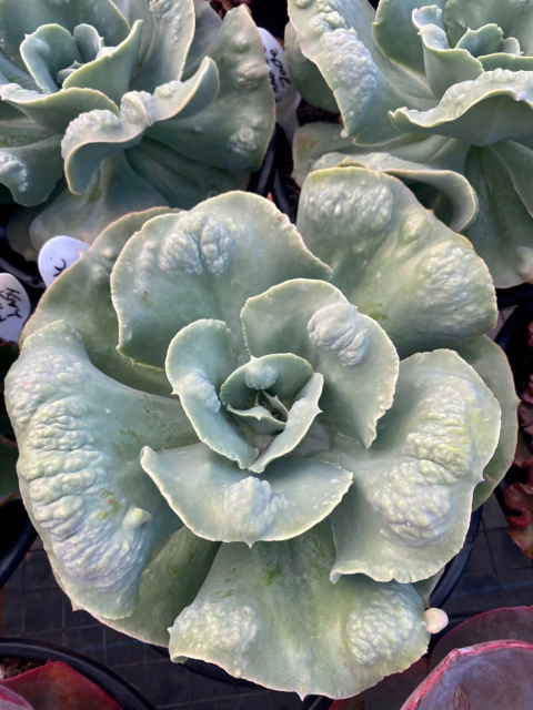 E Rosa de Jade (Pote 11)