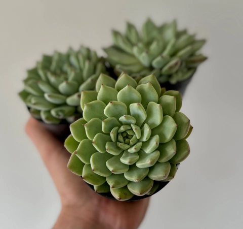 Echeveria Cuspidata zaragozoae (Pote 9)