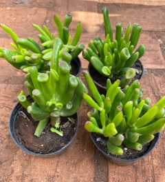 Orelha de Sherek (Pote 9)