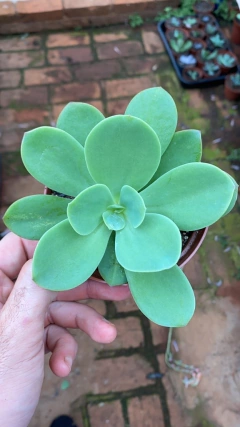 Echeveria Ecuador (Pote 11) na internet