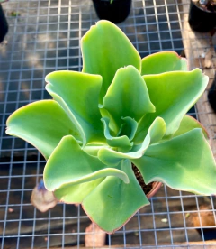 Echeveria Lemon Rose (Pote 11) - comprar online