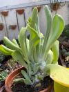 Kalanchoe Auricula (pote 15)
