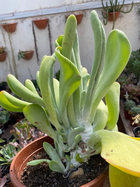 Kalanchoe Auricula (pote 15)