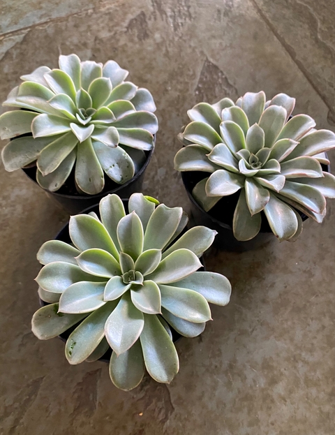 Echeveria Fantastic Fountain (Pote 9)
