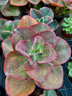 Echeveria Big Red (Pote 11) - loja online