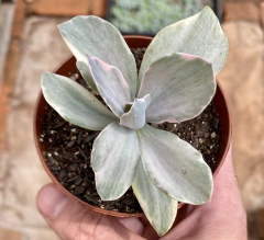 Echeveria Decora (Pote 9) - comprar online