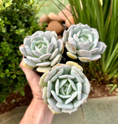 Híbrida de Lola X Laguna - FLOR DE PEDRA - Loja virtual 