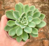 ECHEVERIA PAULA HIBRIDA (Pote 9)