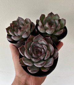 E Darck Ice (Pote 9) - comprar online