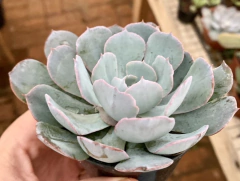 Echeveria Blue Heron (Pote 9)