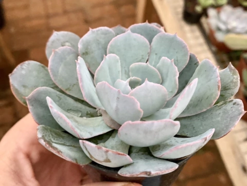 Echeveria Blue Heron (Pote 9)