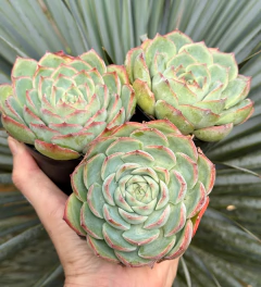 E. Silhueta (pote 9 ) - comprar online