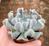 Echeveria runyonii ‘Topsy Turvy’ (Pote 9)