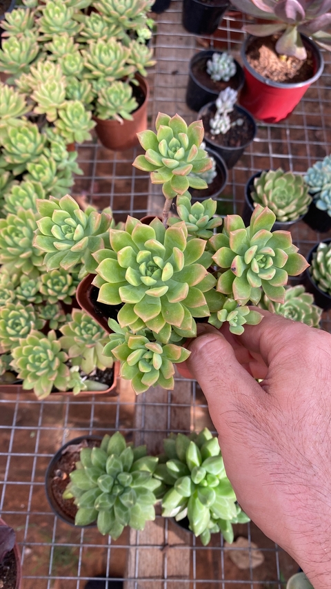 Sedeveria Maialen (Pote 9)