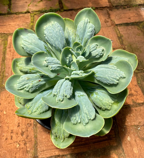 Papagueno Matriz 2 (Planta na cuia 21)