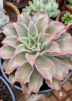 Echeveria Madiba (Pote 11)