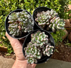 Grap. Purple Drean (Pote 9 ) - comprar online