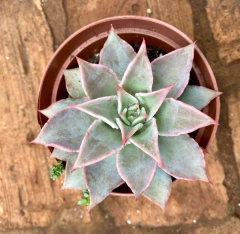 Echeveria Madiba (Pote 11) - comprar online