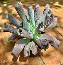 E Liguas (Pote 15 - Matriz) - comprar online