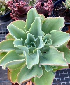 Echeveria Lemon Rose (Pote 11)