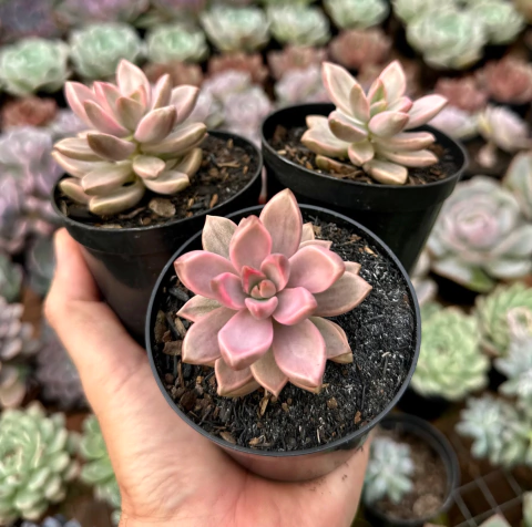 Sedum bronze Variegata (Pote9)