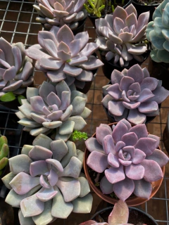 Graptoveria Debbie (Pote 9)