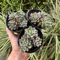 Grap. Purple Drean (Pote 9 ) na internet
