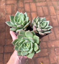 Agavoide Julieta (Pote 9) - comprar online