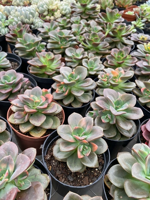 Echeveria Croma (Pote 9 )