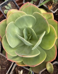Echeveria Ecuador (Pote 11) - FLOR DE PEDRA - Loja virtual 