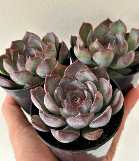 E Darck Ice (Pote 9)