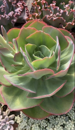 Híbrida de Mandala (Pote 11) - comprar online