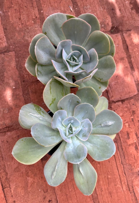 E Dolora Jajick (Pote 15 - Matriz)