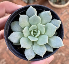 Echeveria Van Breen (Pote 9)