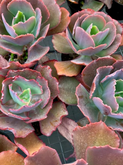Echeveria Hibrida Rullsa Rubra (Pote 11) - comprar online