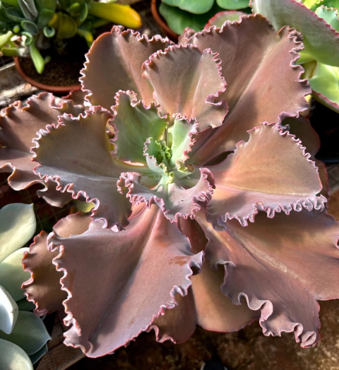 E. Bittersweet (Pote 11)