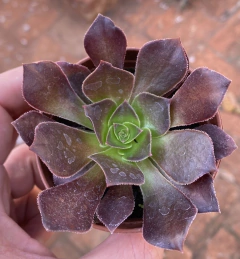 Aeonium Arboreum Atropurpureum (Pote9)
