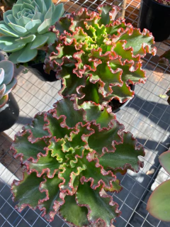 E. Ampi (Pote 11) - comprar online