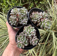 Grap. Purple Drean (Pote 9 ) - FLOR DE PEDRA - Loja virtual 