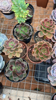 Echeveria Melaco (Pote 9) - loja online