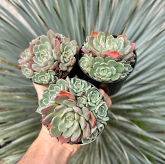 Echeveria Sitifukumiama (Pote 9 colonia )