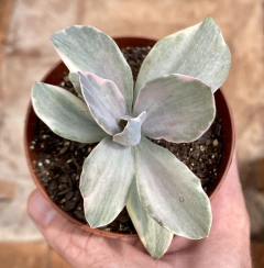 Echeveria Decora (Pote 9) na internet