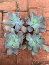 E. Caranculata (Pote11)