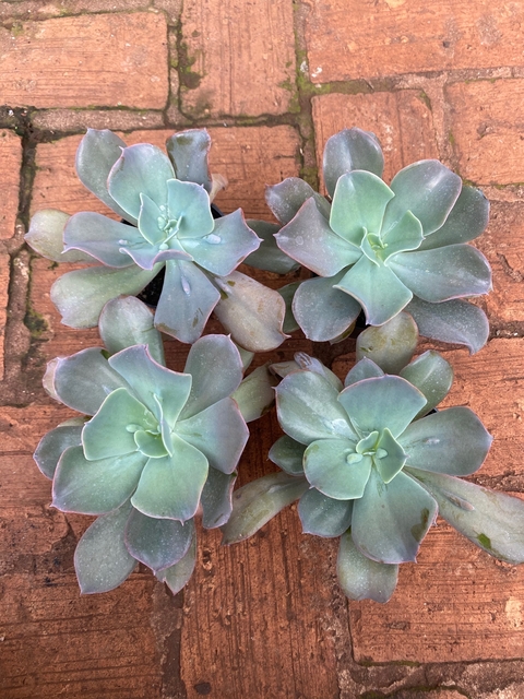 E. Caranculata (Pote11)